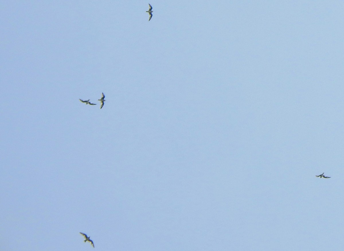 Small Pratincole - ML615164489