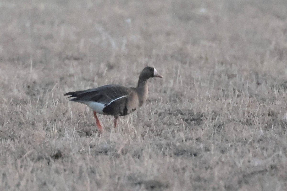 Greater White-fronted Goose - ML615164522
