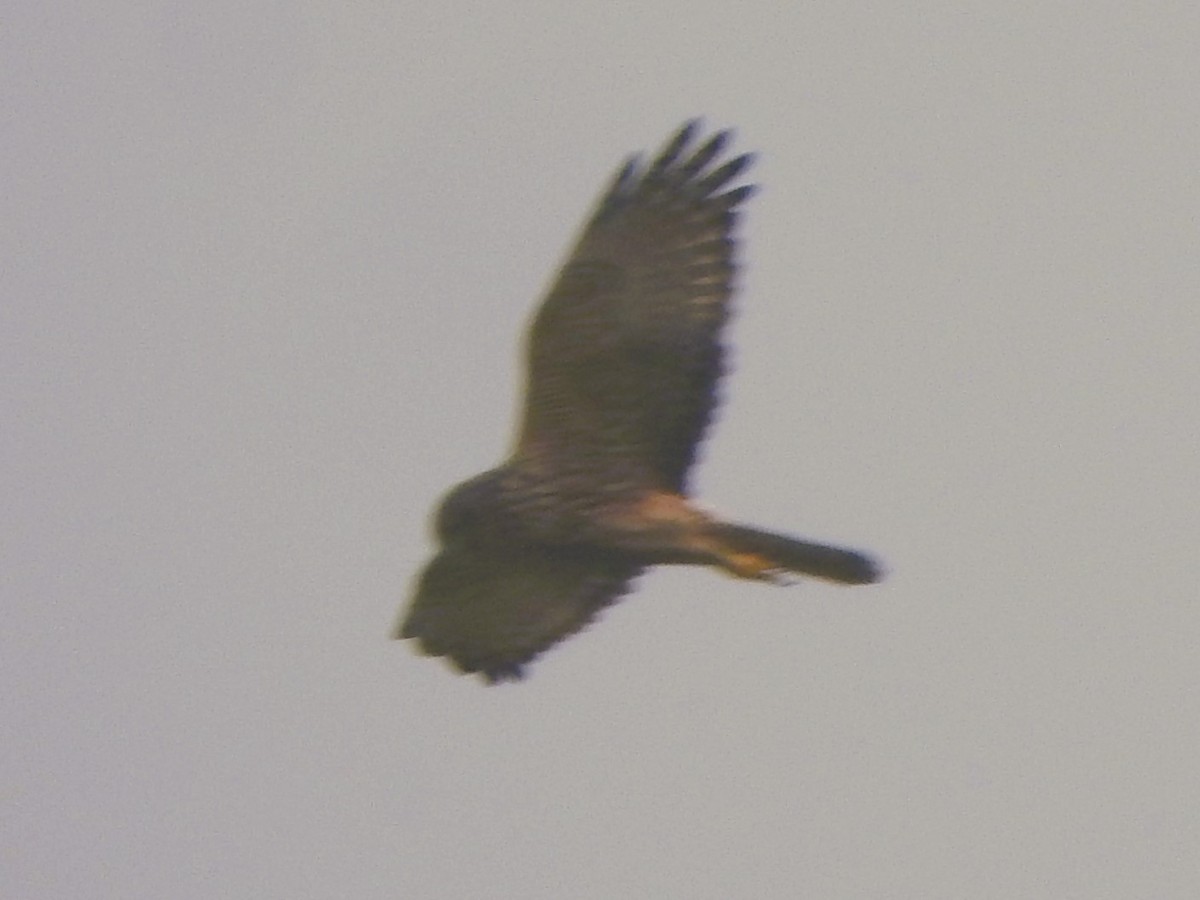 Pied Harrier - ML615164675