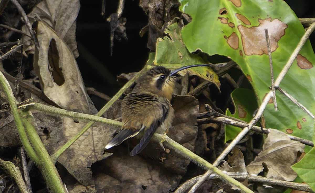 Малый колибри-отшельник - ML615164818