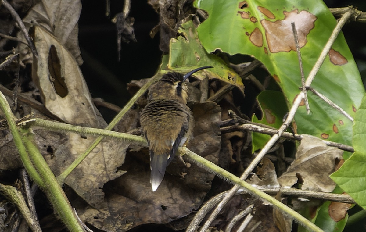 Braunkehl-Schattenkolibri - ML615164820