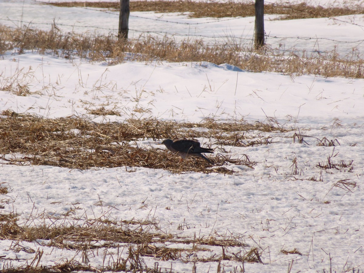 Northern Harrier - Katsu Sakuma