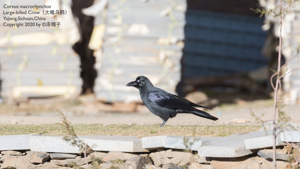 Large-billed Crow (Large-billed) - Xuelei Jiang