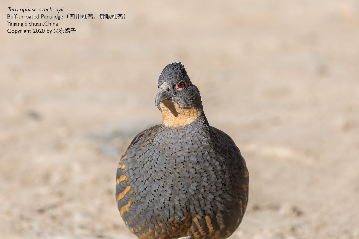 Buff-throated Monal-Partridge - Xuelei Jiang