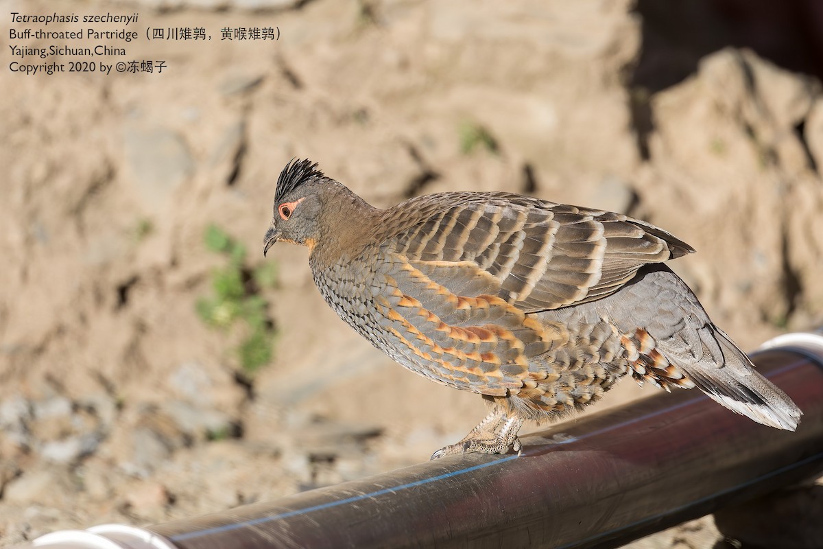 Buff-throated Monal-Partridge - Xuelei Jiang