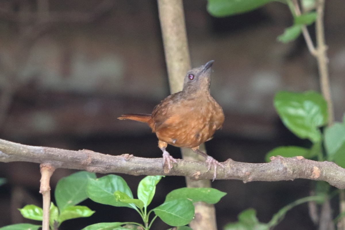 Red-tailed Ant-Thrush - ML615164942