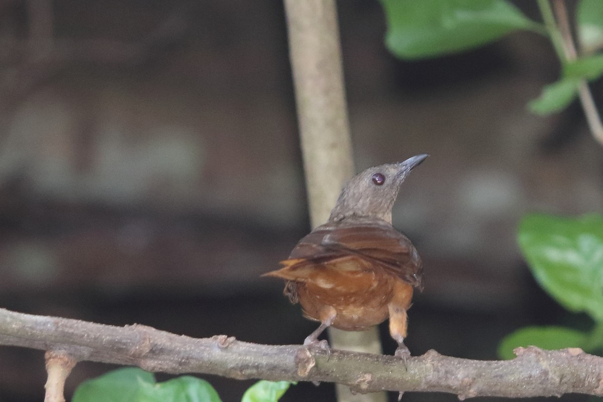 Red-tailed Ant-Thrush - ML615164943