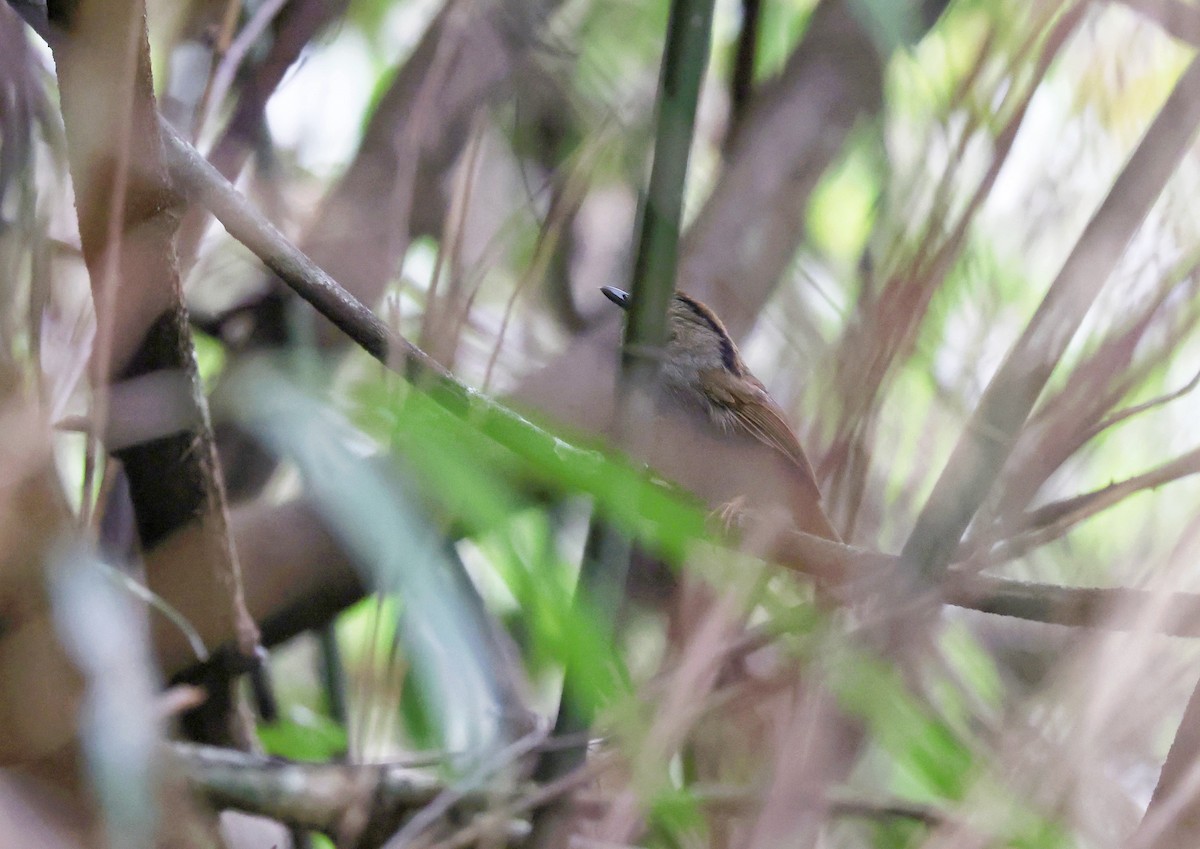 Dusky Fulvetta - 浙江 重要鸟讯汇整