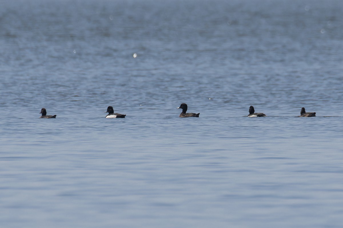 Tufted Duck - Wich’yanan Limparungpatthanakij