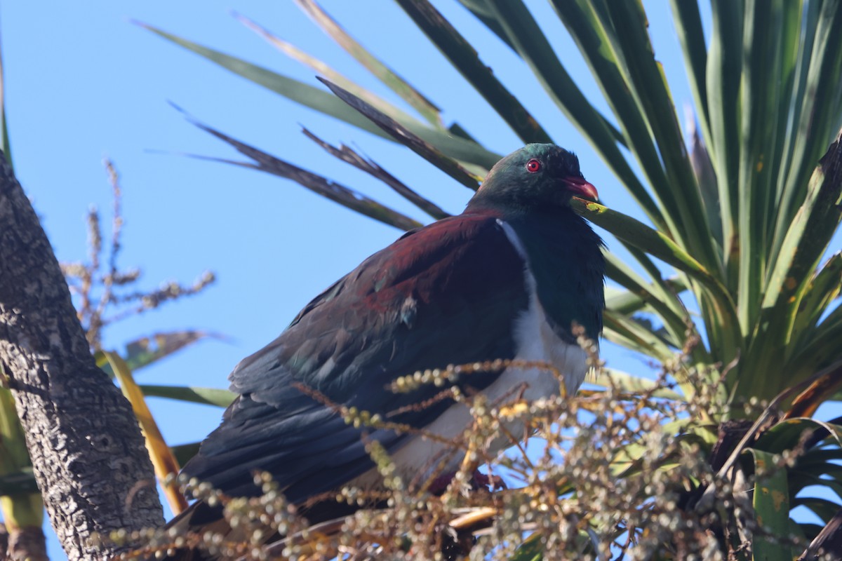 New Zealand Pigeon - ML615165056