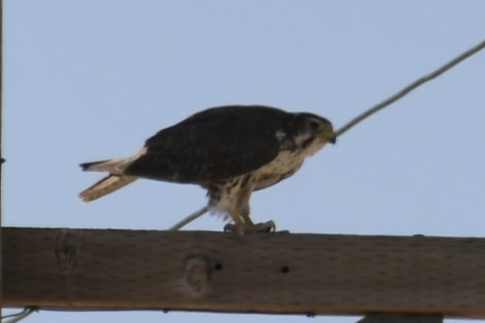 Prairie Falcon - ML615165070