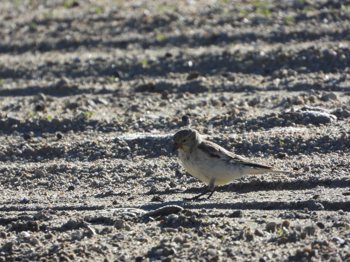 Black-headed Mountain Finch - ML615165113