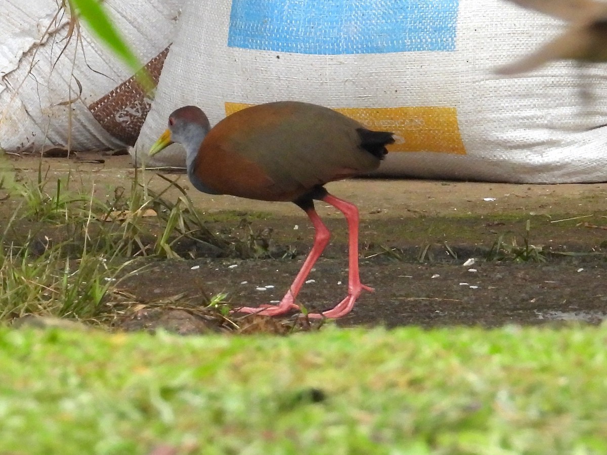 Russet-naped Wood-Rail - Ted Hogg