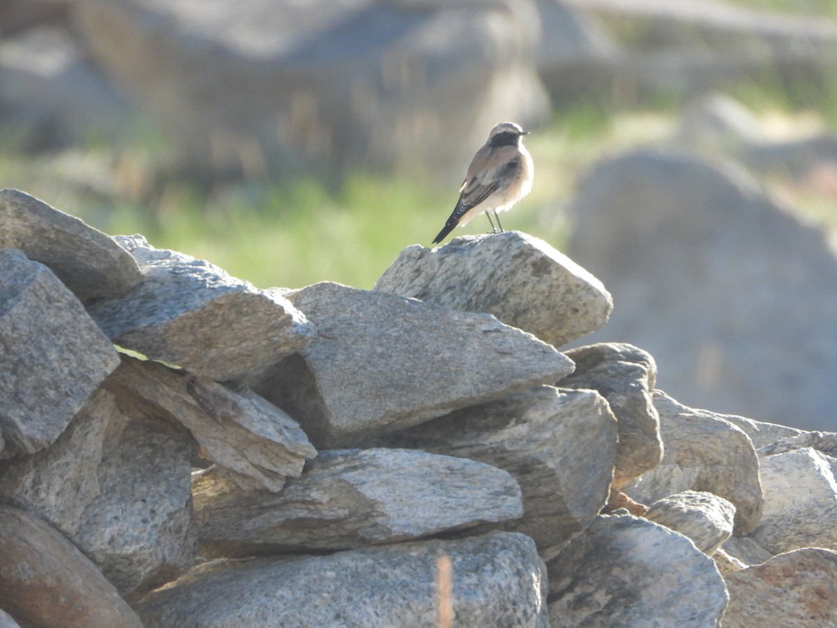 Northern Wheatear - ML615165132