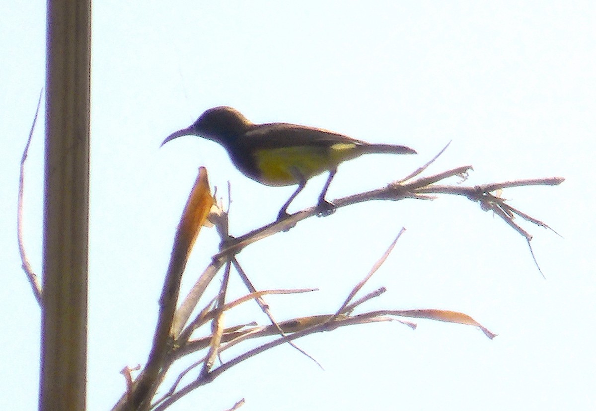 Ornate Sunbird - ML615165133