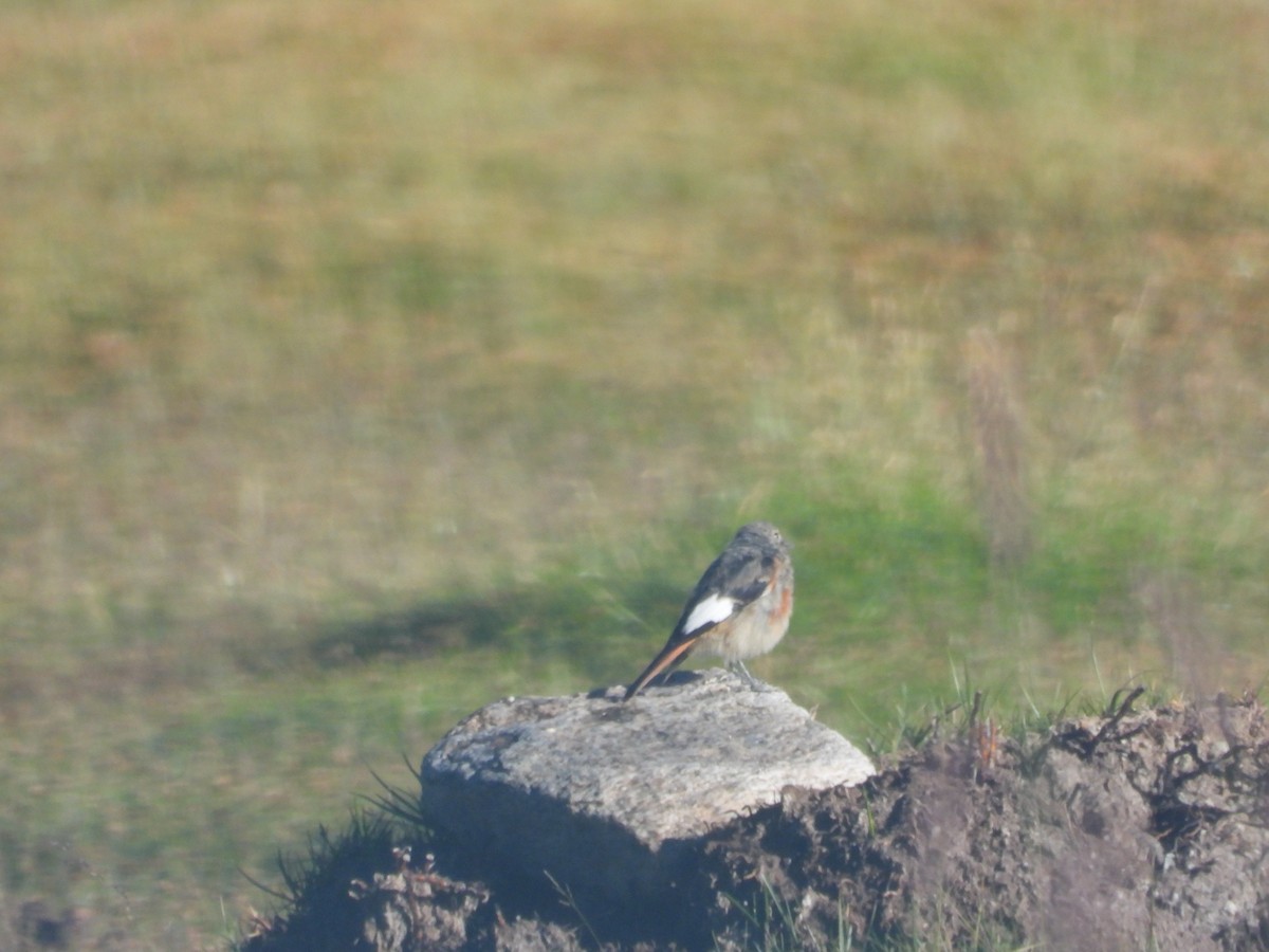 White-winged Redstart - ML615165168