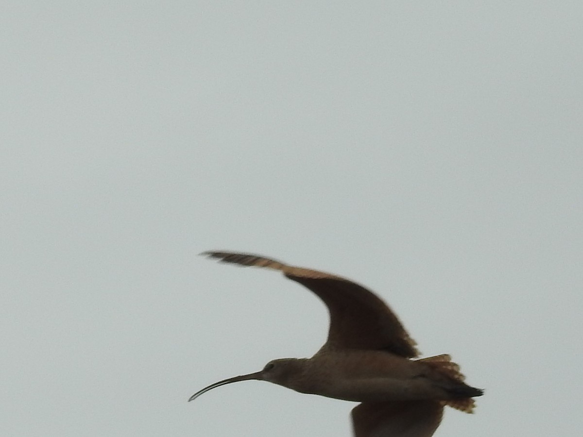 Long-billed Curlew - ML615165187