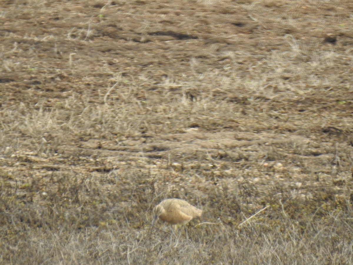 Long-billed Curlew - ML615165188