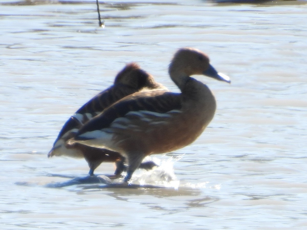 Fulvous Whistling-Duck - ML615165196
