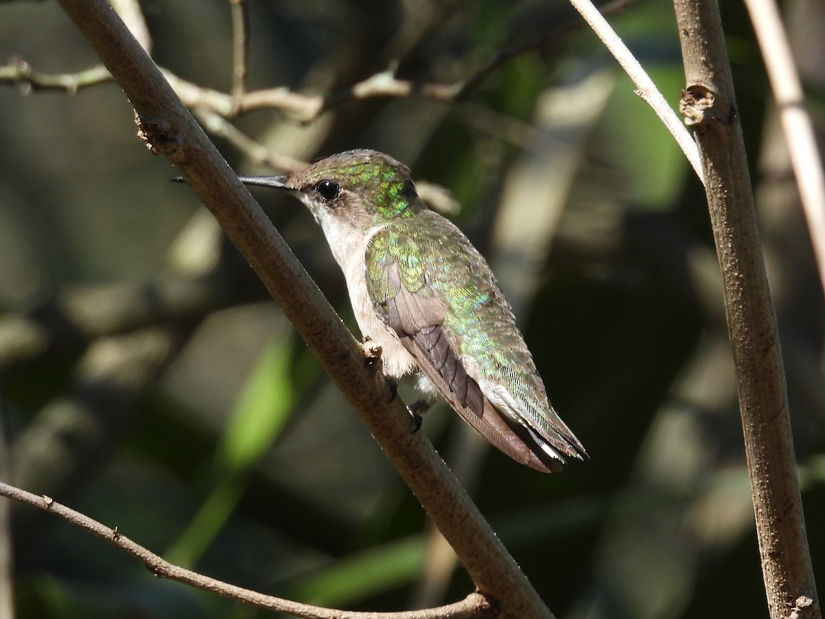 Colibri à gorge rubis - ML615165221