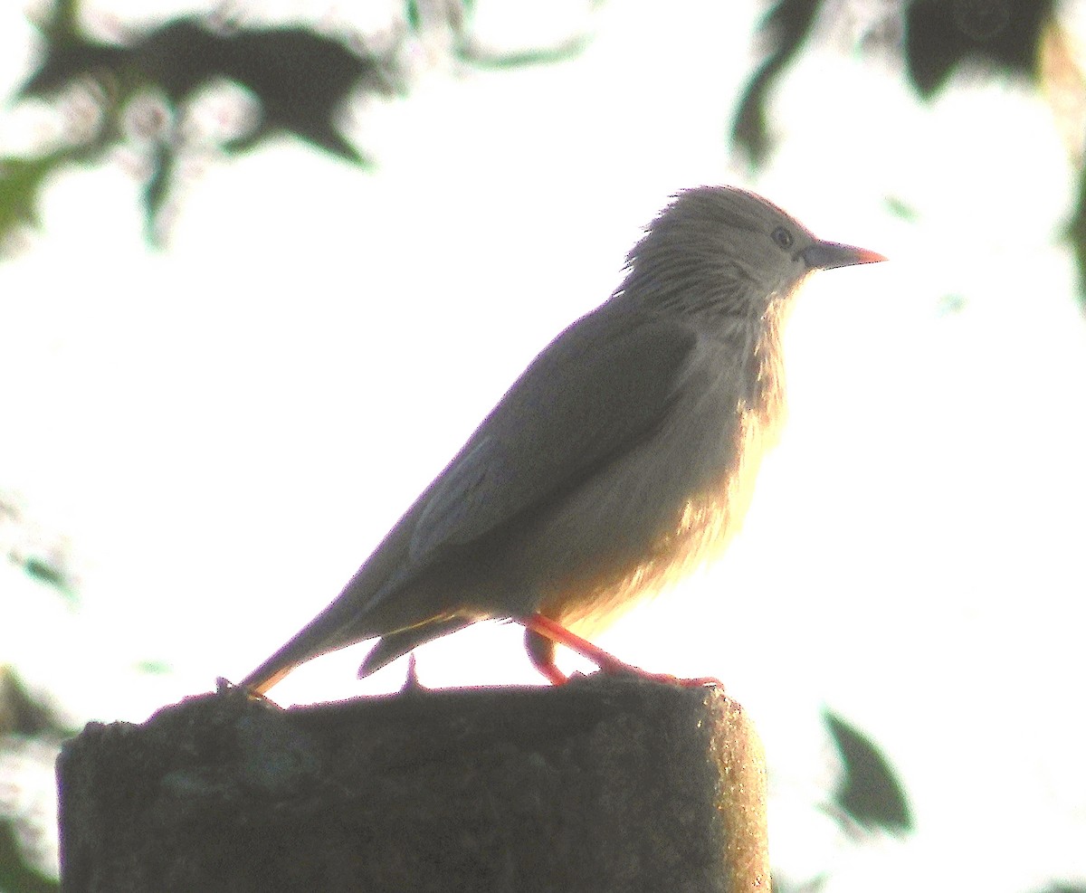 Chestnut-tailed Starling - ML615165229