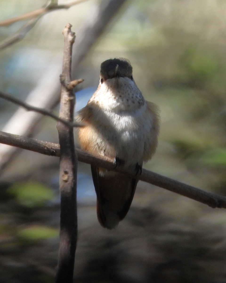 Broad-tailed Hummingbird - ML615165237