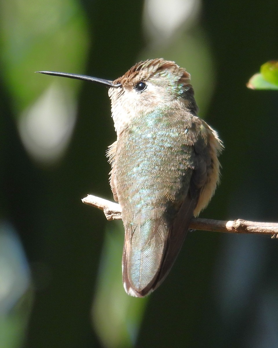Broad-tailed Hummingbird - ML615165243