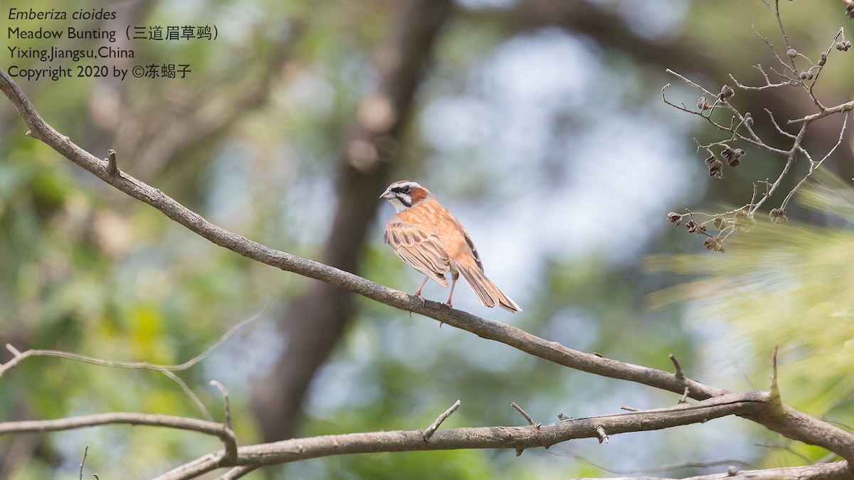 Meadow Bunting - ML615165279