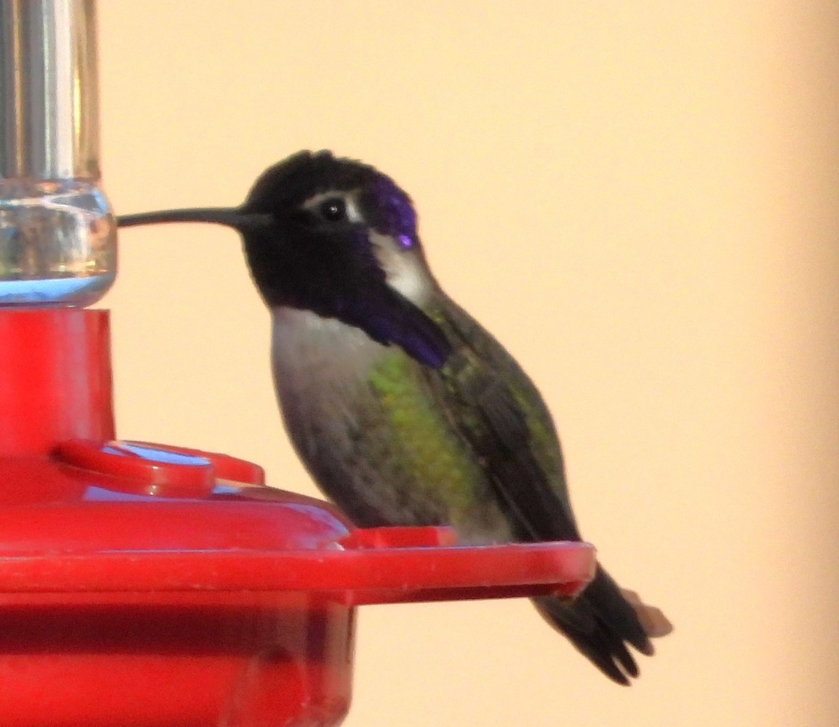 Costa's Hummingbird - ML615165338