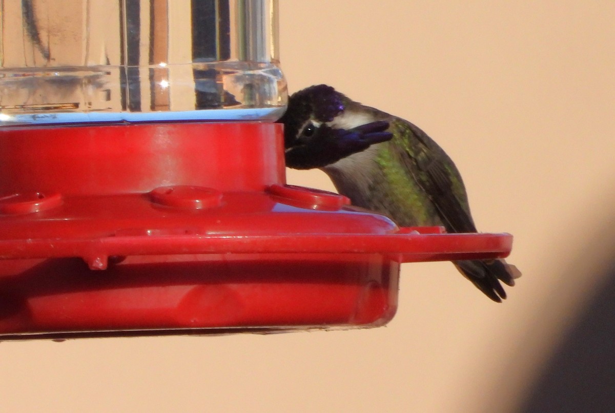 Costa's Hummingbird - ML615165339