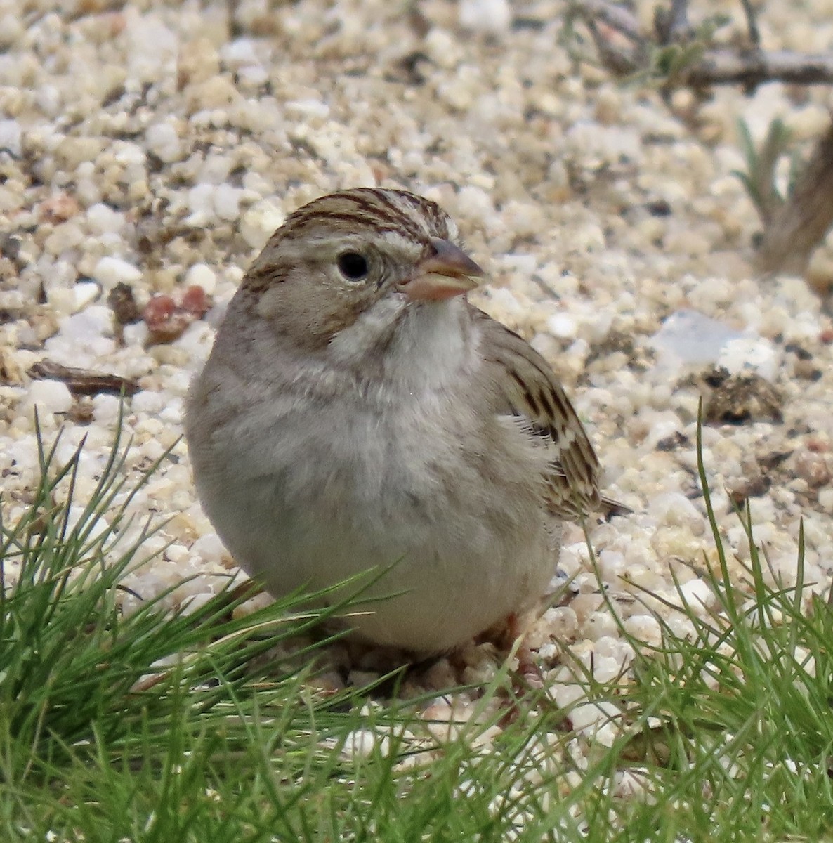 Chingolo sp. (Spizella sp.) - ML615165418