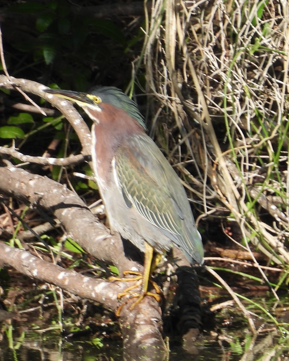 Green Heron - ML615165436