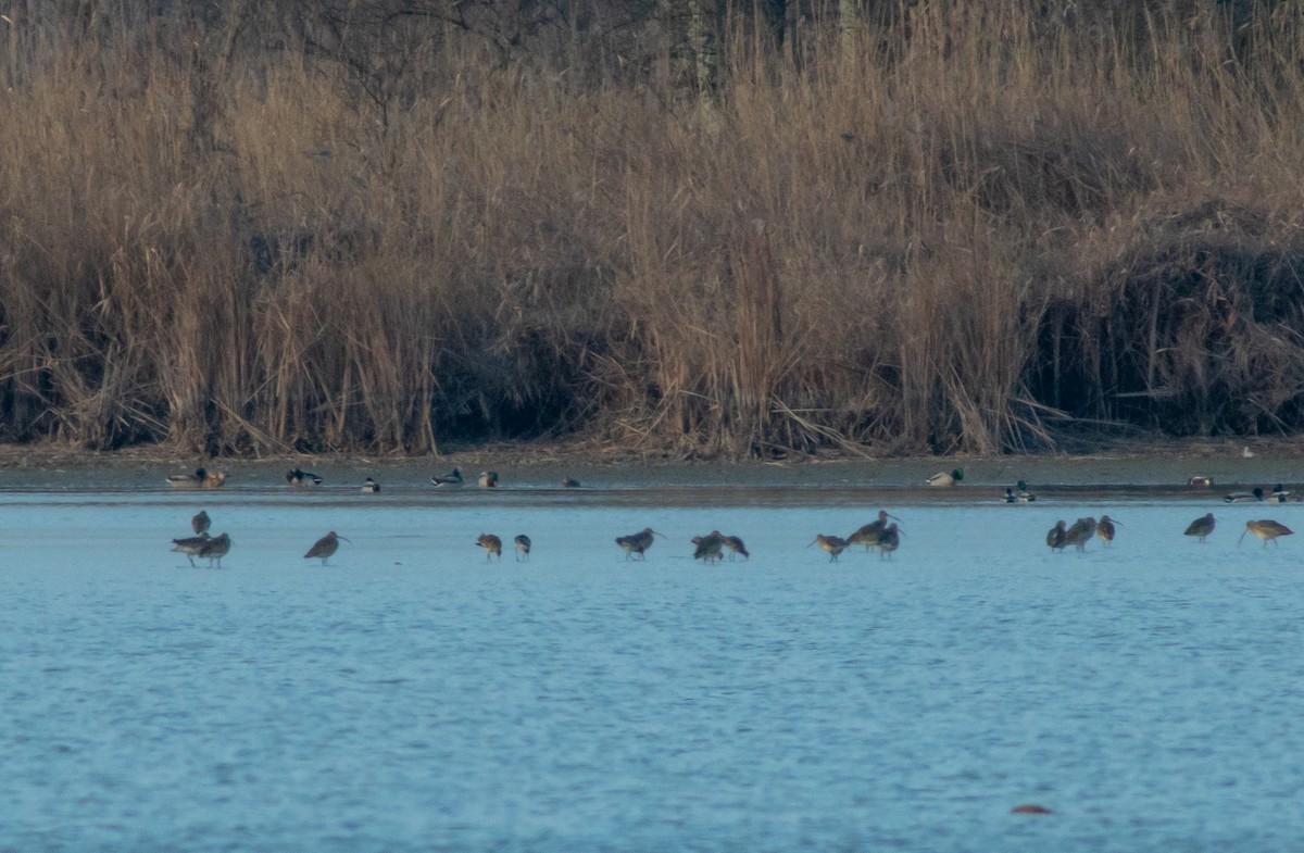 Black-tailed Godwit - ML615165543