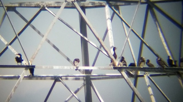 白腹鰹鳥 - ML615165574