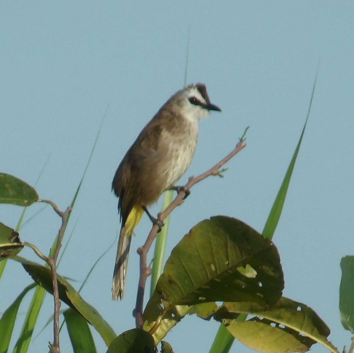 Yellow-vented Bulbul - ML615165578