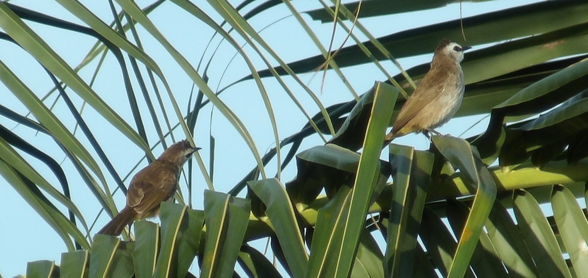 Yellow-vented Bulbul - ML615165580