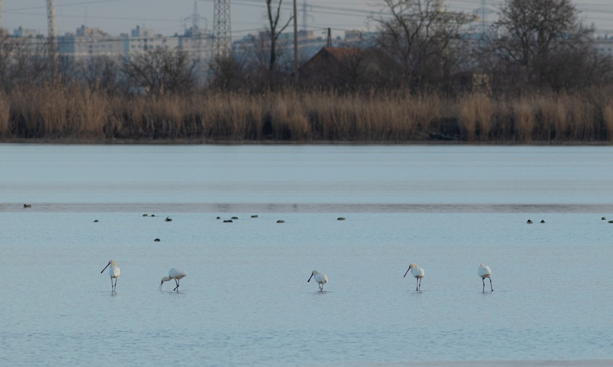 Eurasian Spoonbill - ML615165621