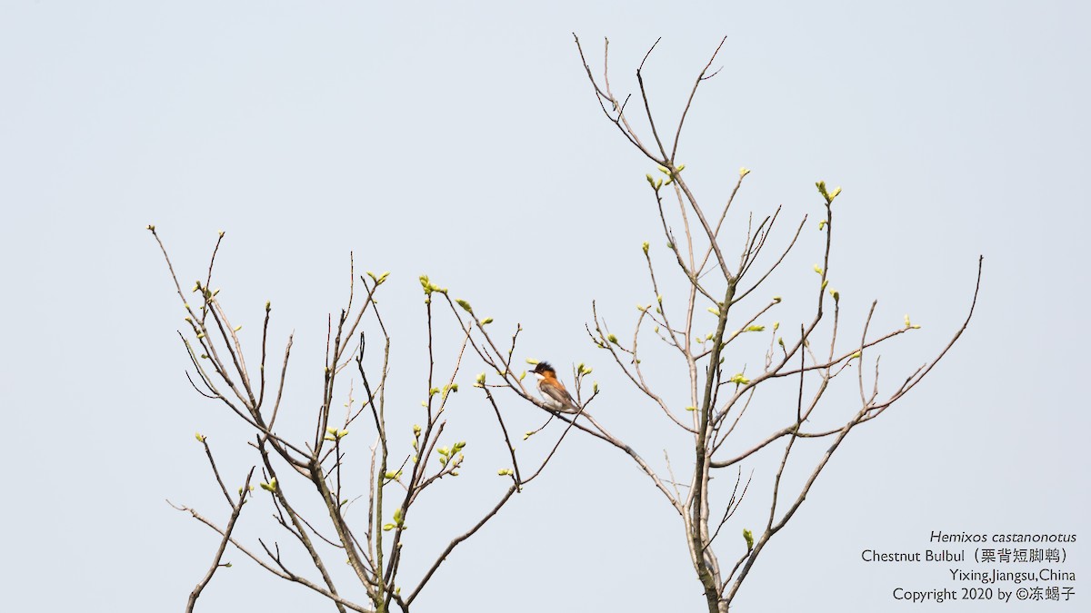 Chestnut Bulbul - ML615165633