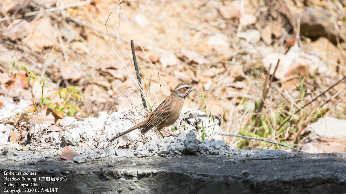 Meadow Bunting - ML615165651