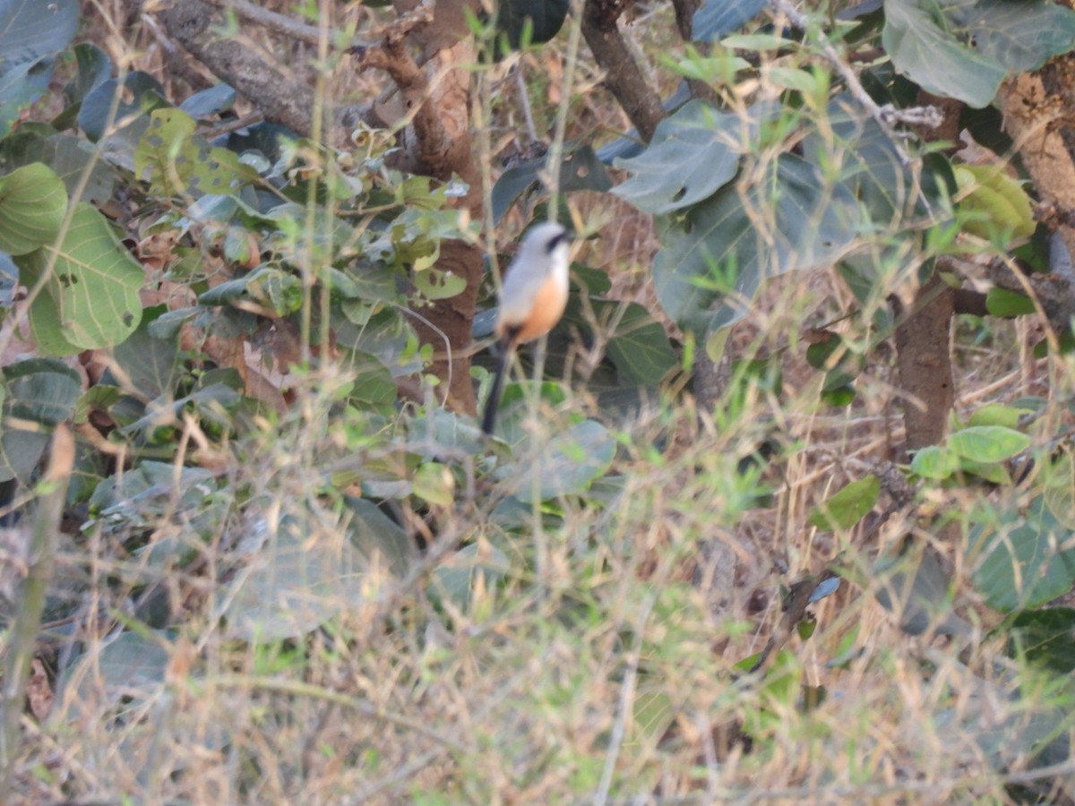 Long-tailed Shrike - ML615165675