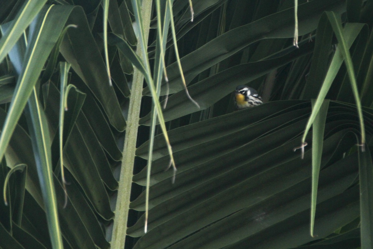 Yellow-throated Warbler - ML615165676