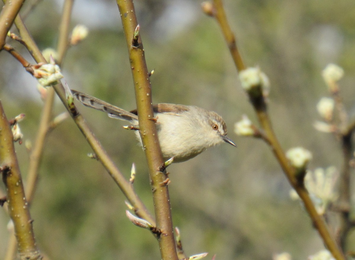 Gray-breasted Prinia - Kalaimani Ayuthavel