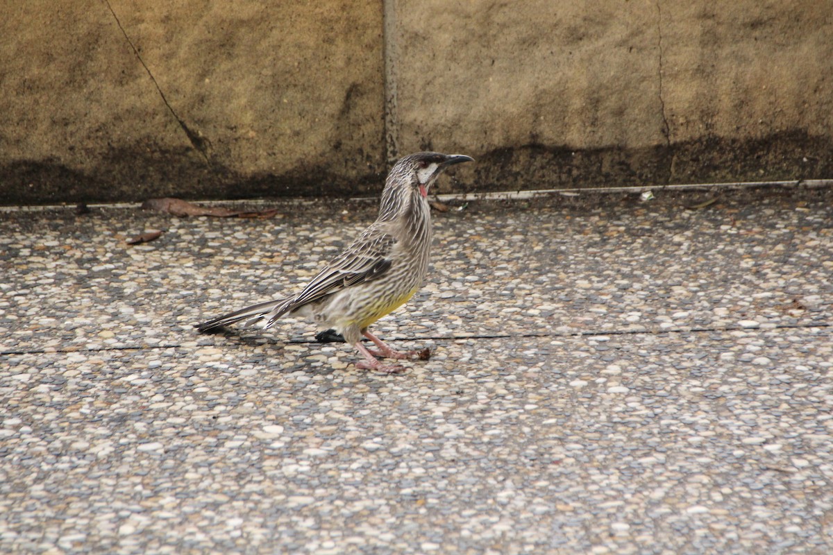 Red Wattlebird - ML615165713