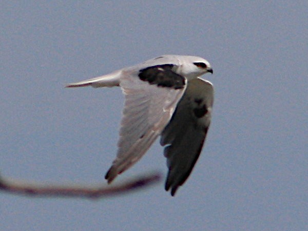 Black-shouldered Kite - Michael Dahlem