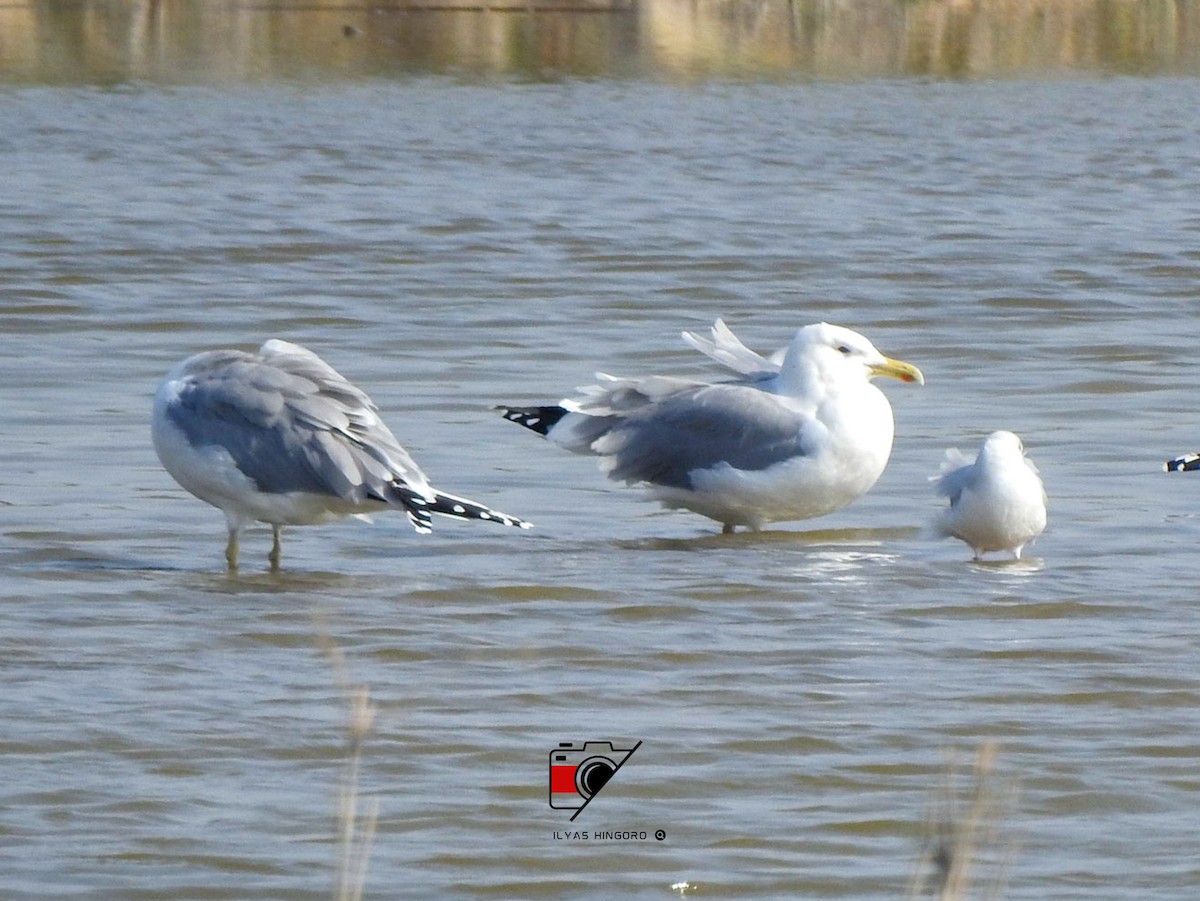 Caspian Gull - muhammad ilyas hingoro