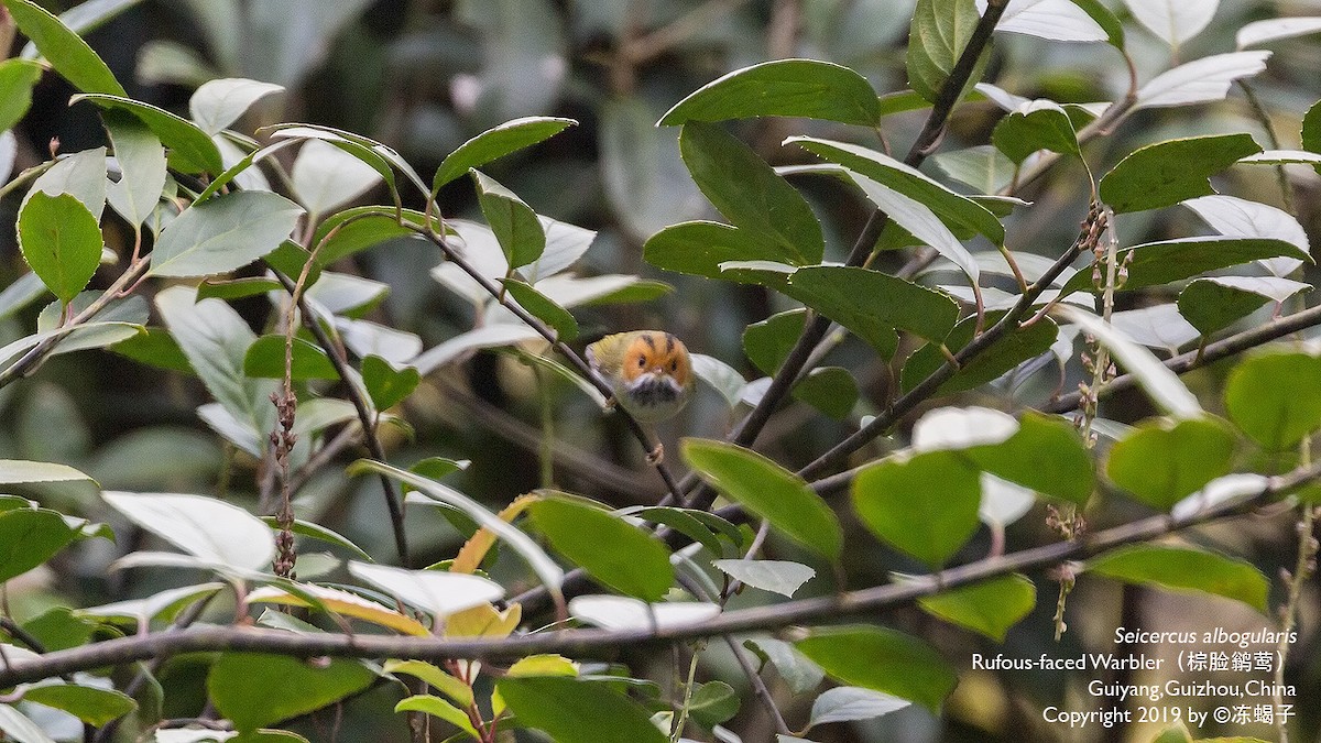 Rufous-faced Warbler - ML615165747
