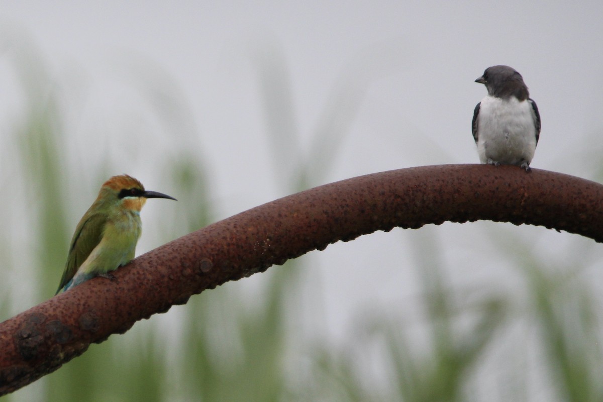 White-breasted Woodswallow - ML615165765