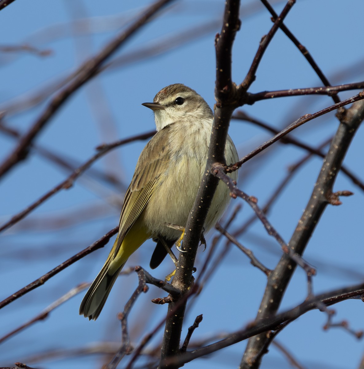 ヤシアメリカムシクイ（palmarum） - ML615165829