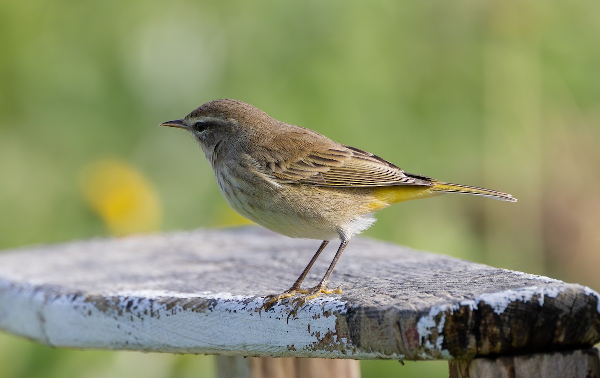 Palm Warbler (Western) - ML615165830