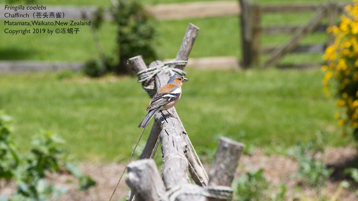 Common Chaffinch - ML615165831